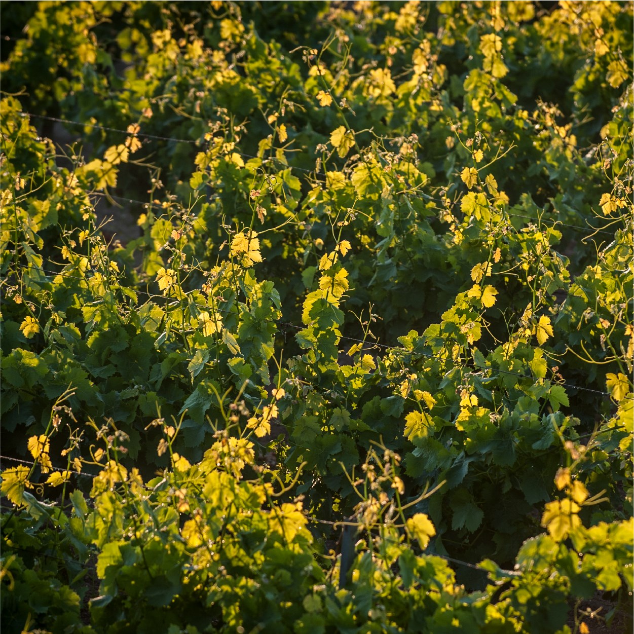 Marsala Vineyard Photo From Cantine Pellegrino