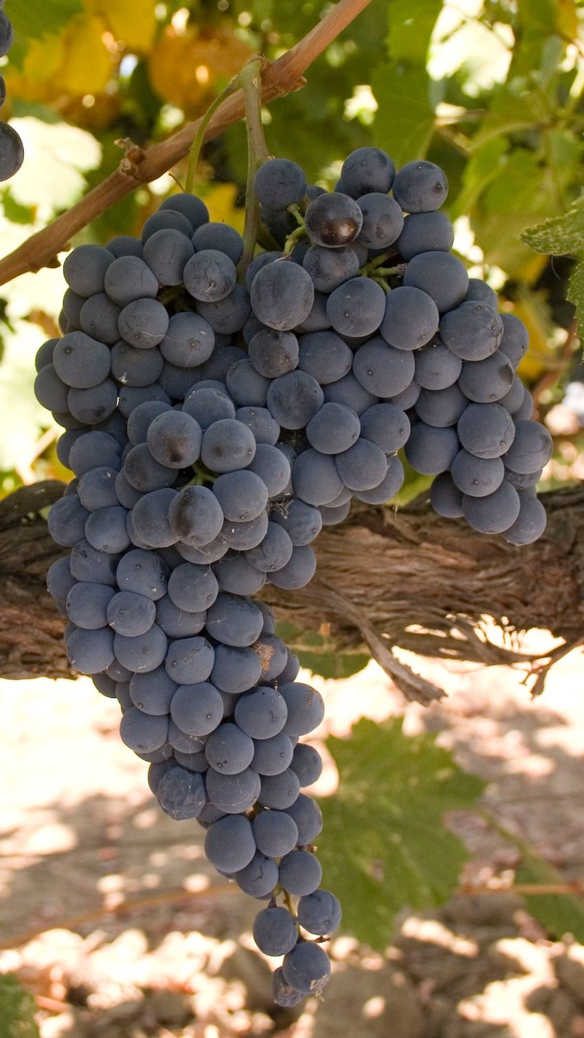 Grape Of The Week: Dolcetto