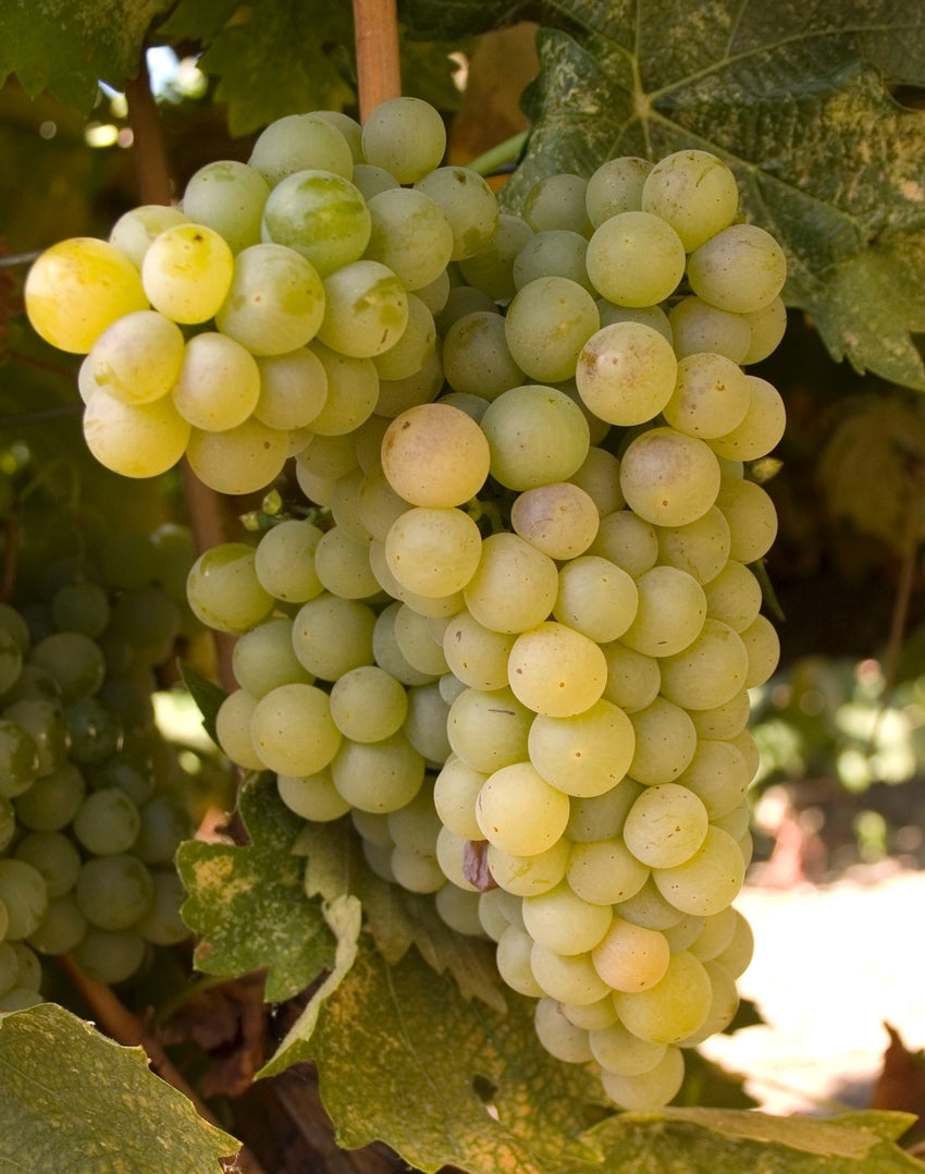 Grape Of The Week: Malvasia