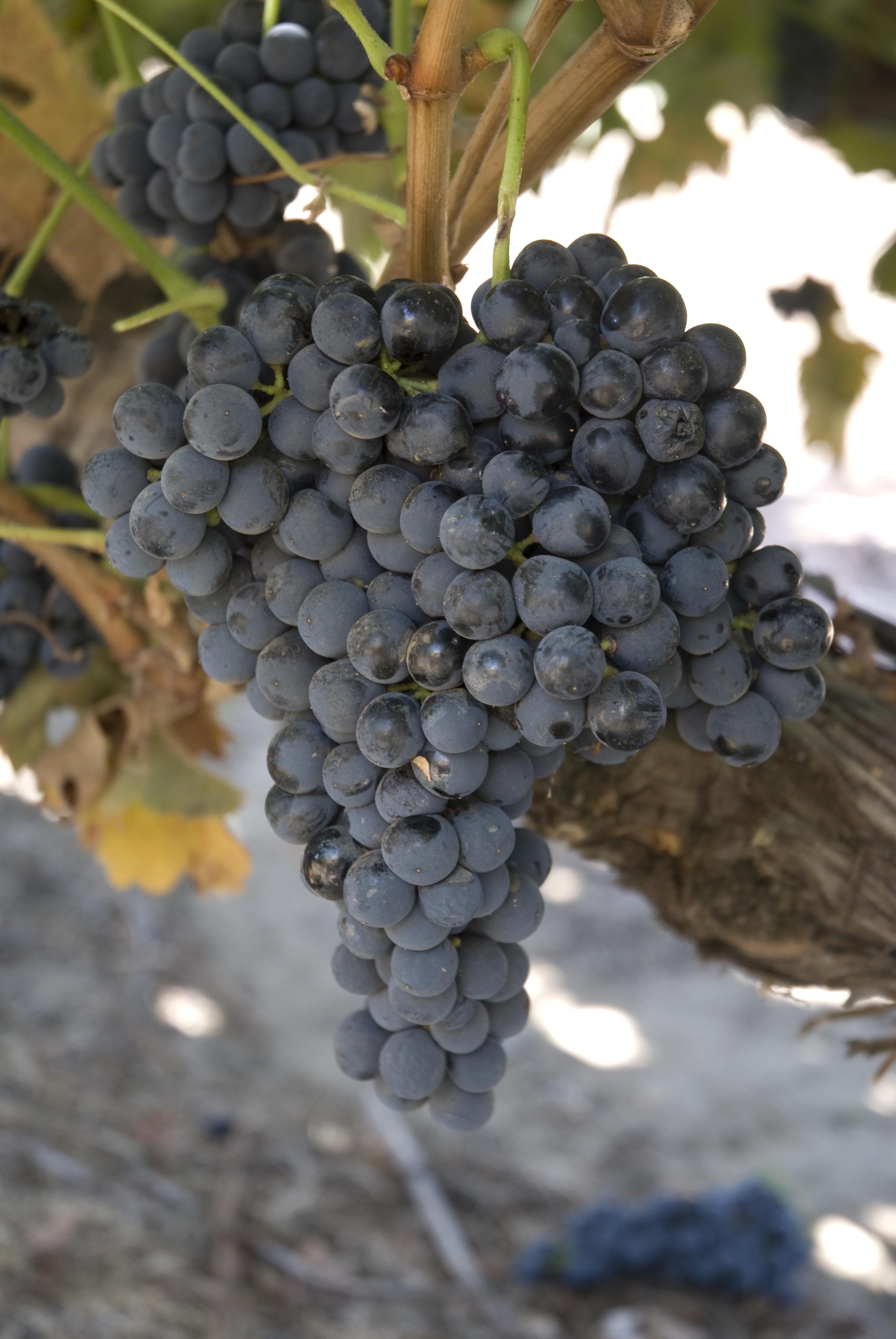 Grape Of The Week: Tempranillo