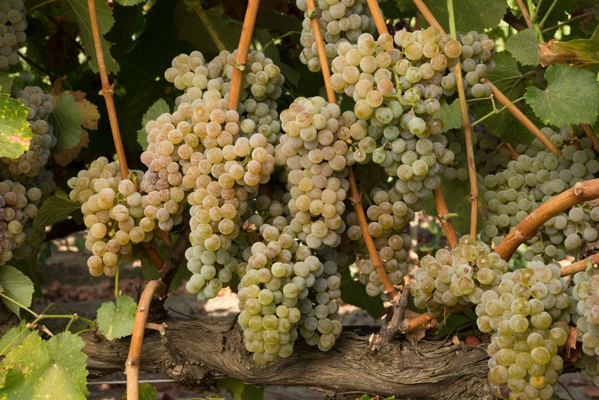 Albarino Grapes Courtesy of UC Davis