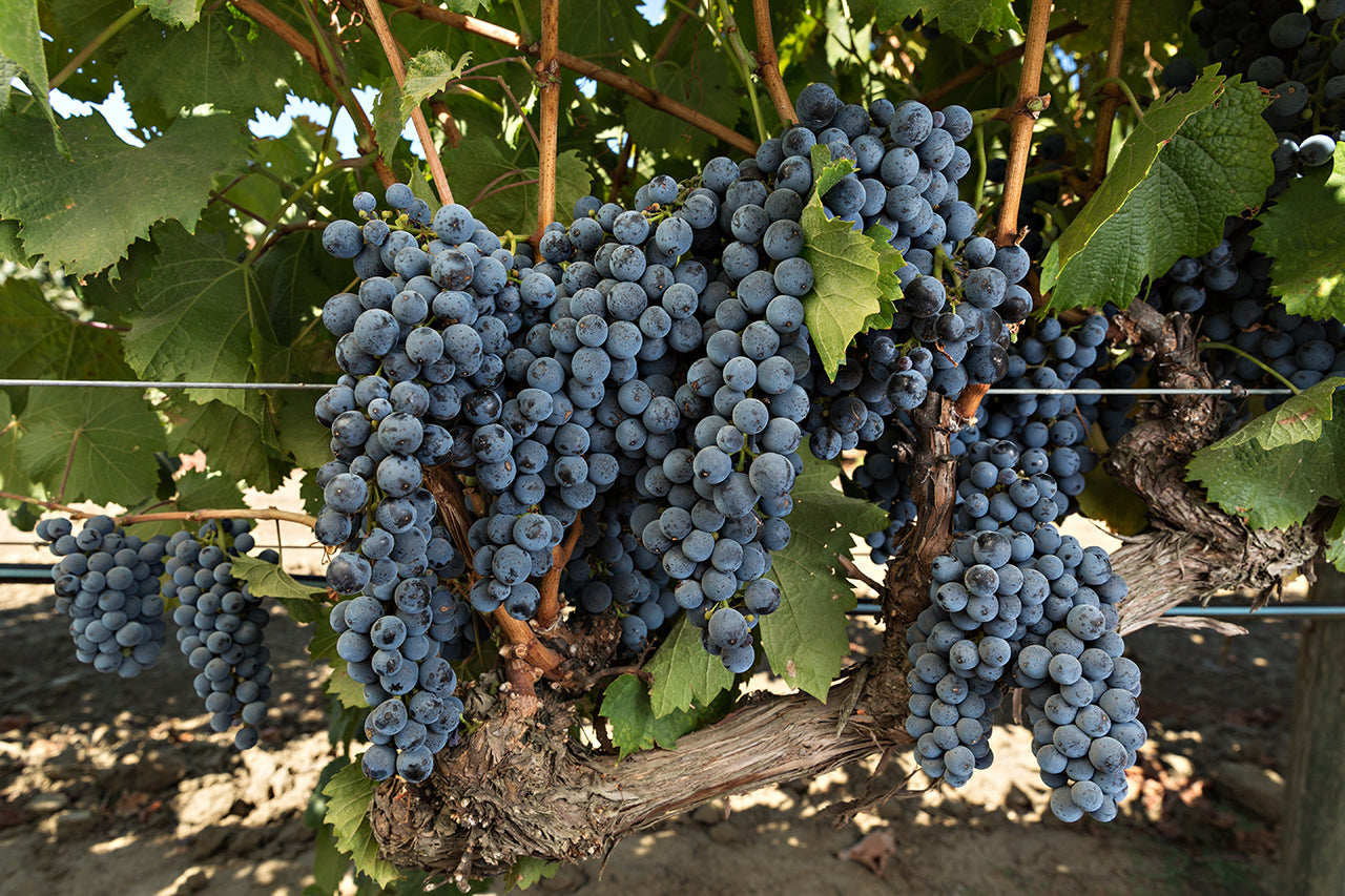 Grape Of The Week: Malbec