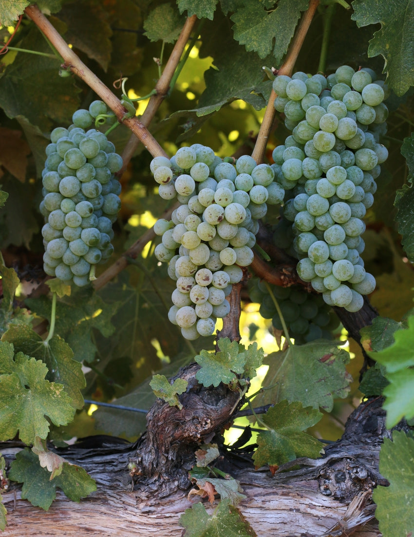 Photo Courtesy of UC Davis Foundation Plant Services