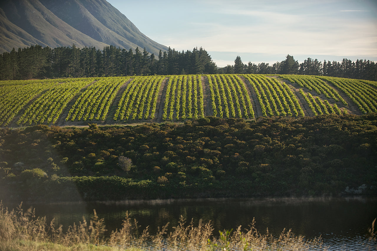 Bosman Family Vineyards
