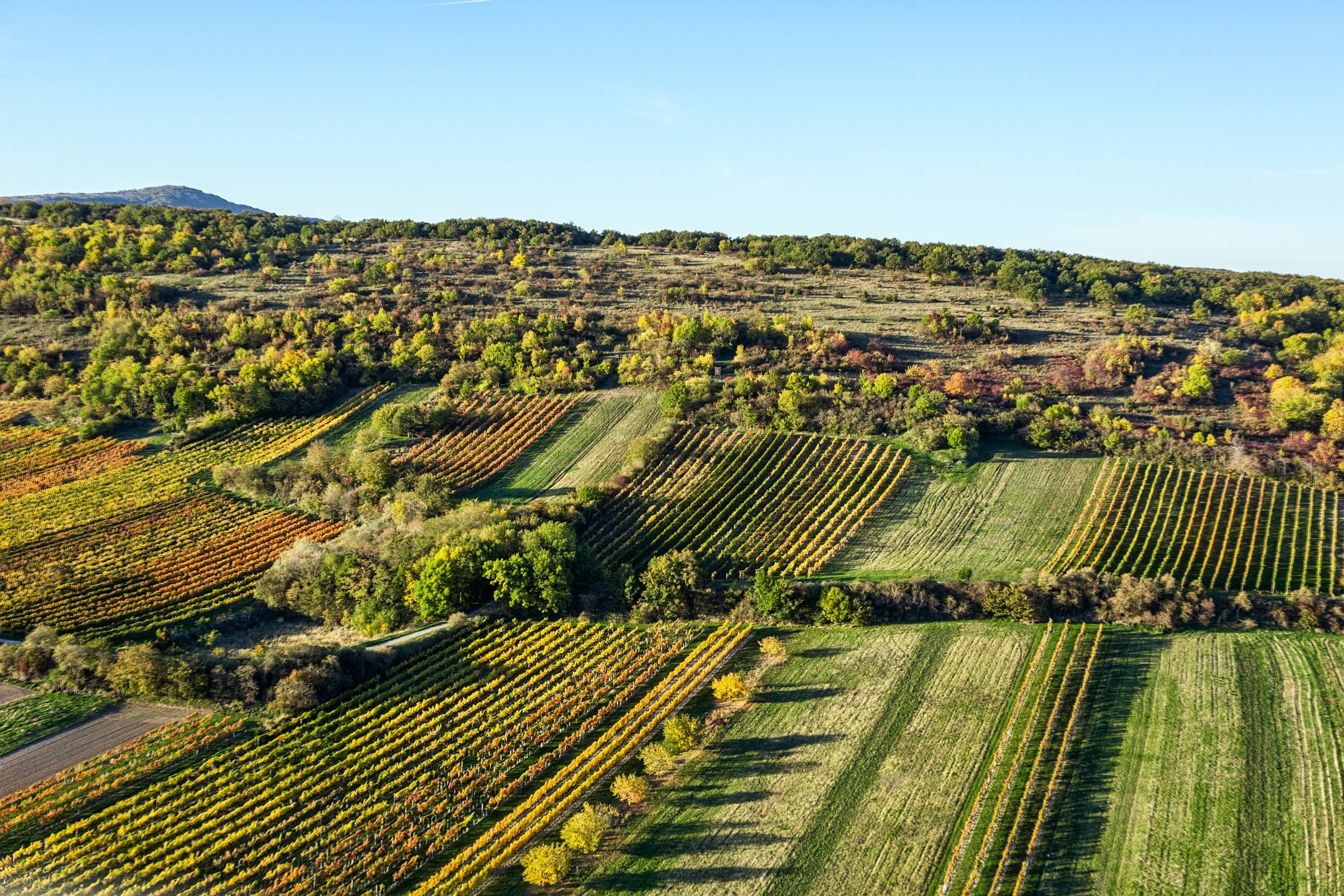 Producers Who Be-leaf In Less Waste, More Taste!