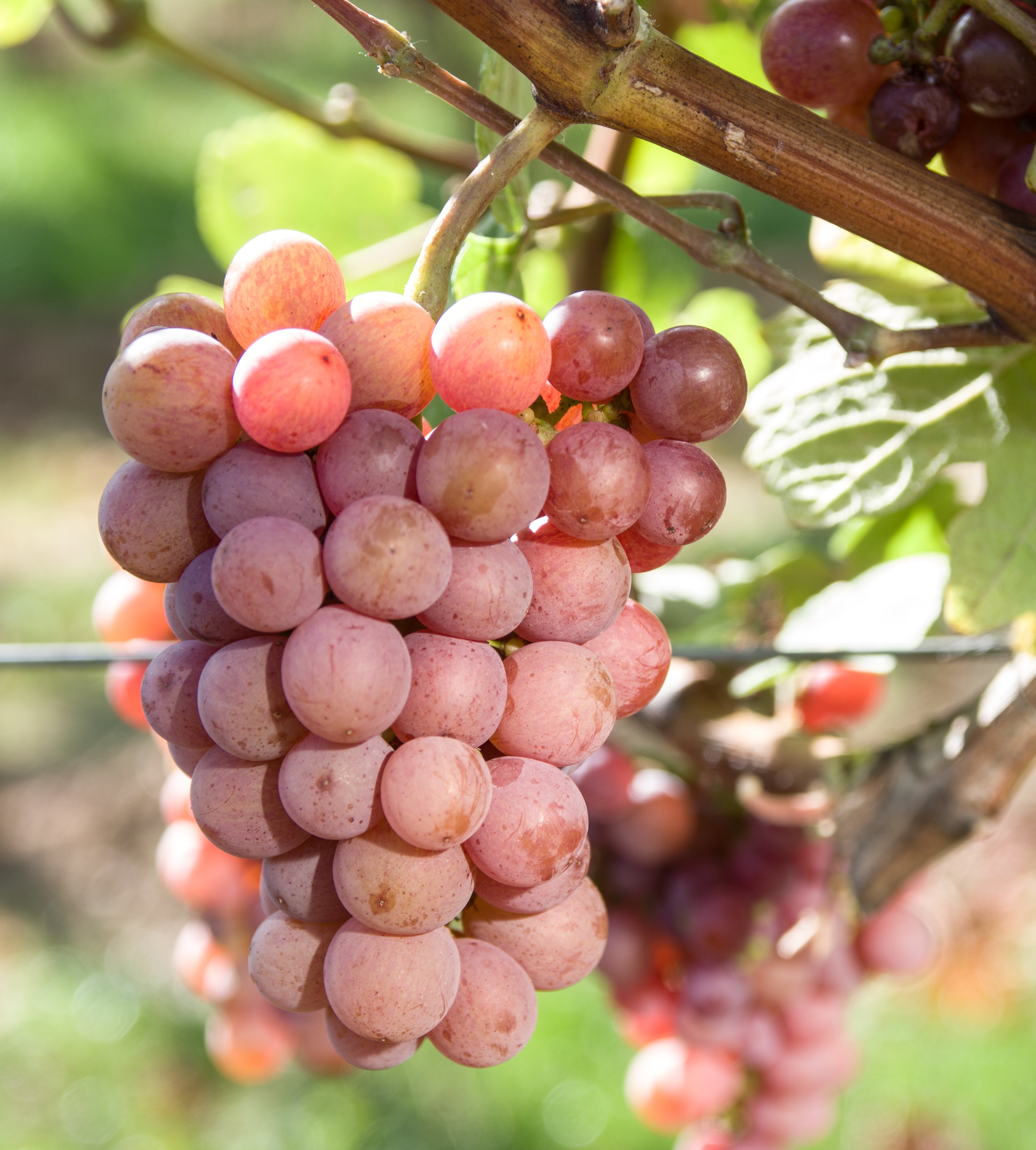 Ursula Brühl, Julius Kühn-Institut (JKI) Bundesforschungsinstitut für Kulturpflanzen Institut für Rebenzüchtung Geilweilerhof - 76833 Siebeldingen - GERMANY