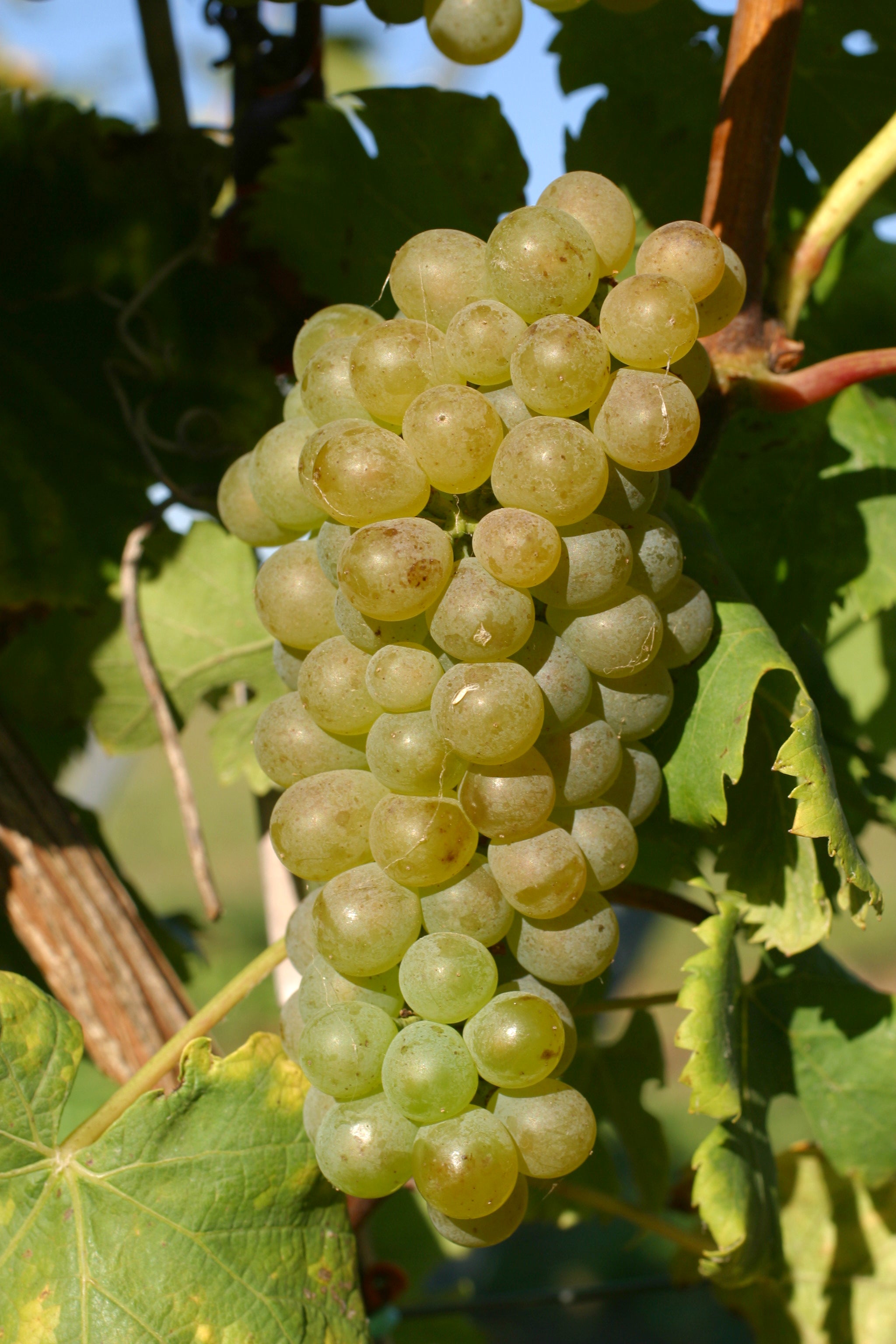 Grape Of The Week: Viognier