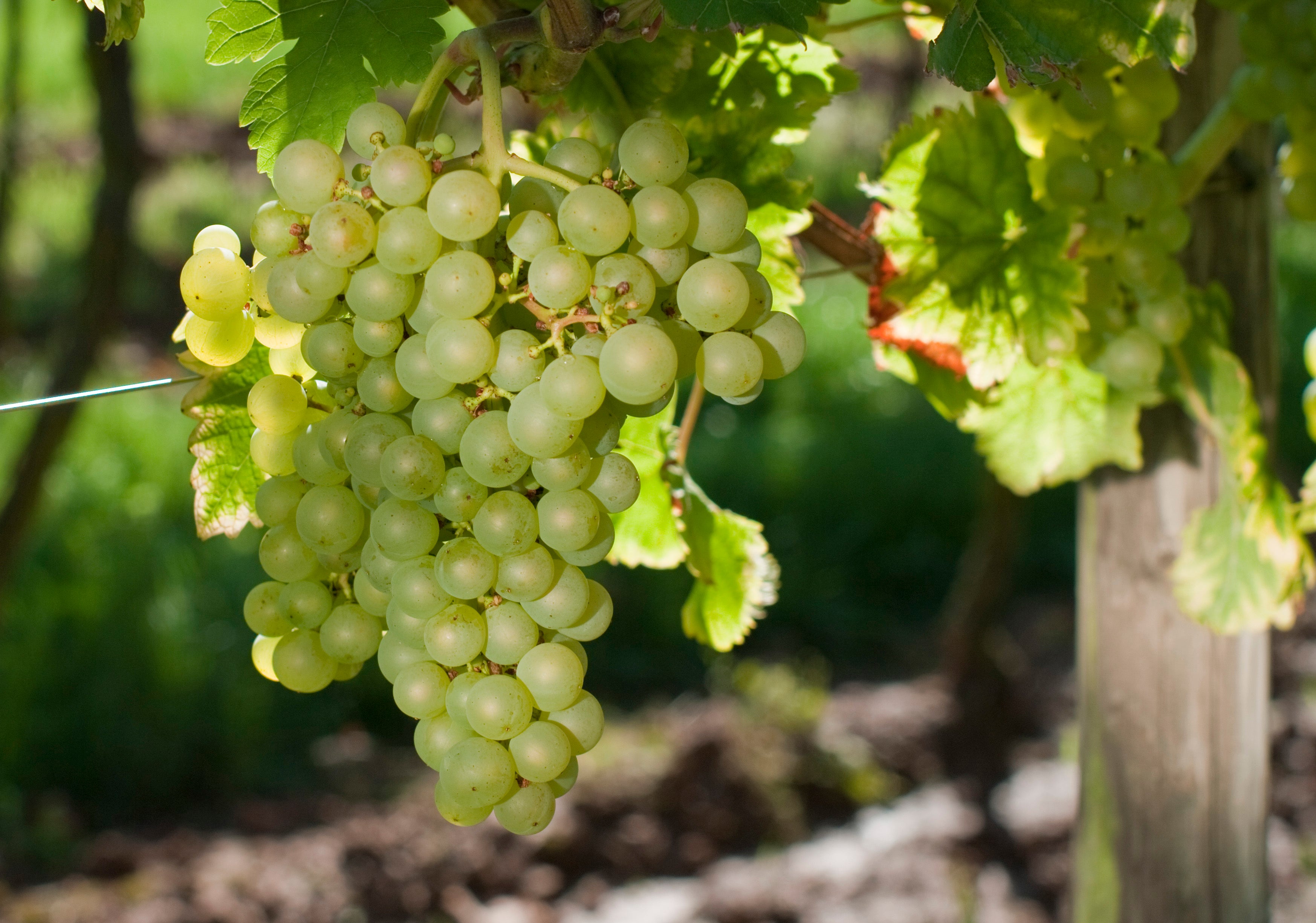 Ursula Brühl, Julius Kühn-Institut (JKI), Federal Research Centre for Cultivated Plants, Institute for Grapevine Breeding Geilweilerhof - 76833 Siebeldingen, GERMANY