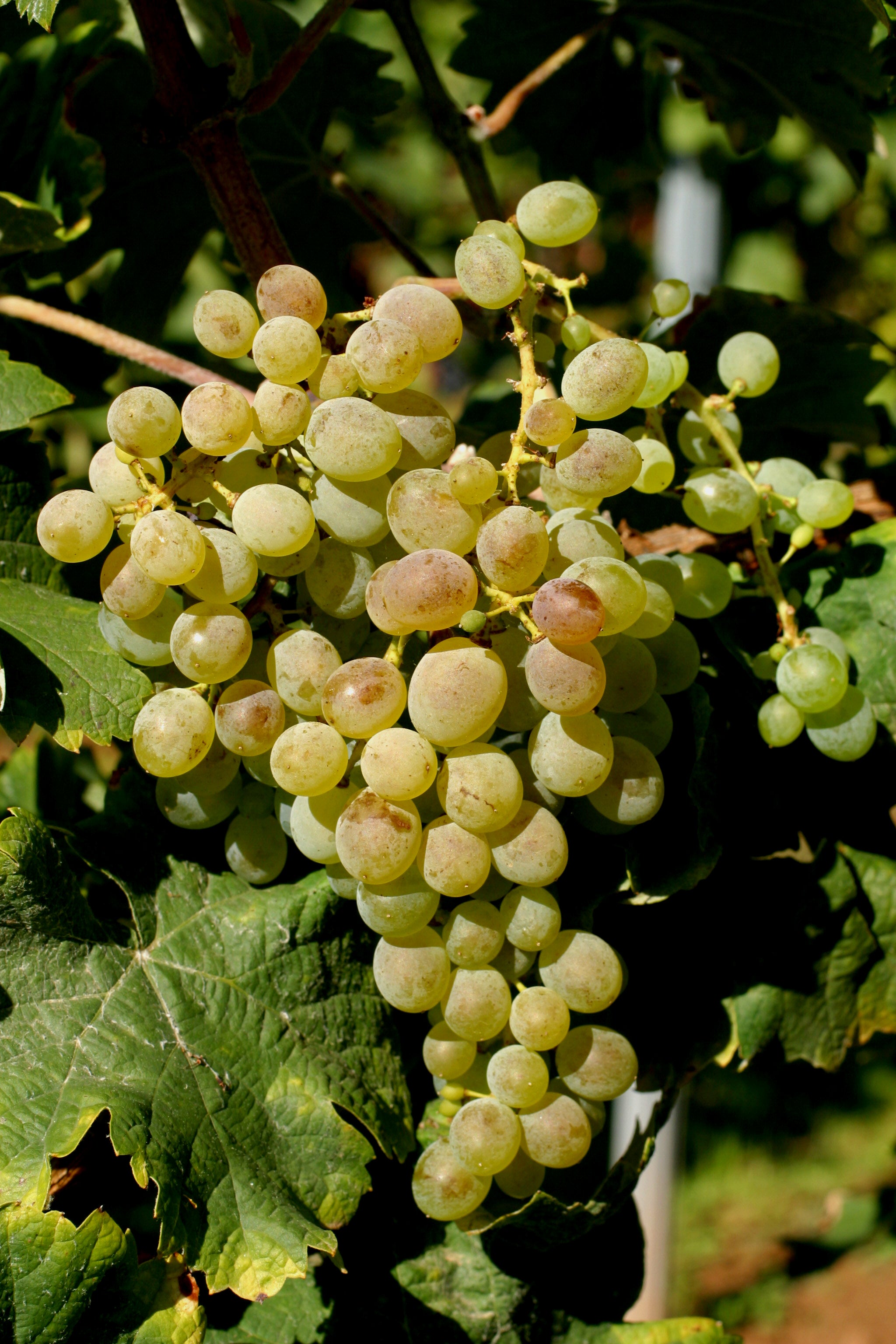 Grape Of The Week: Clairette