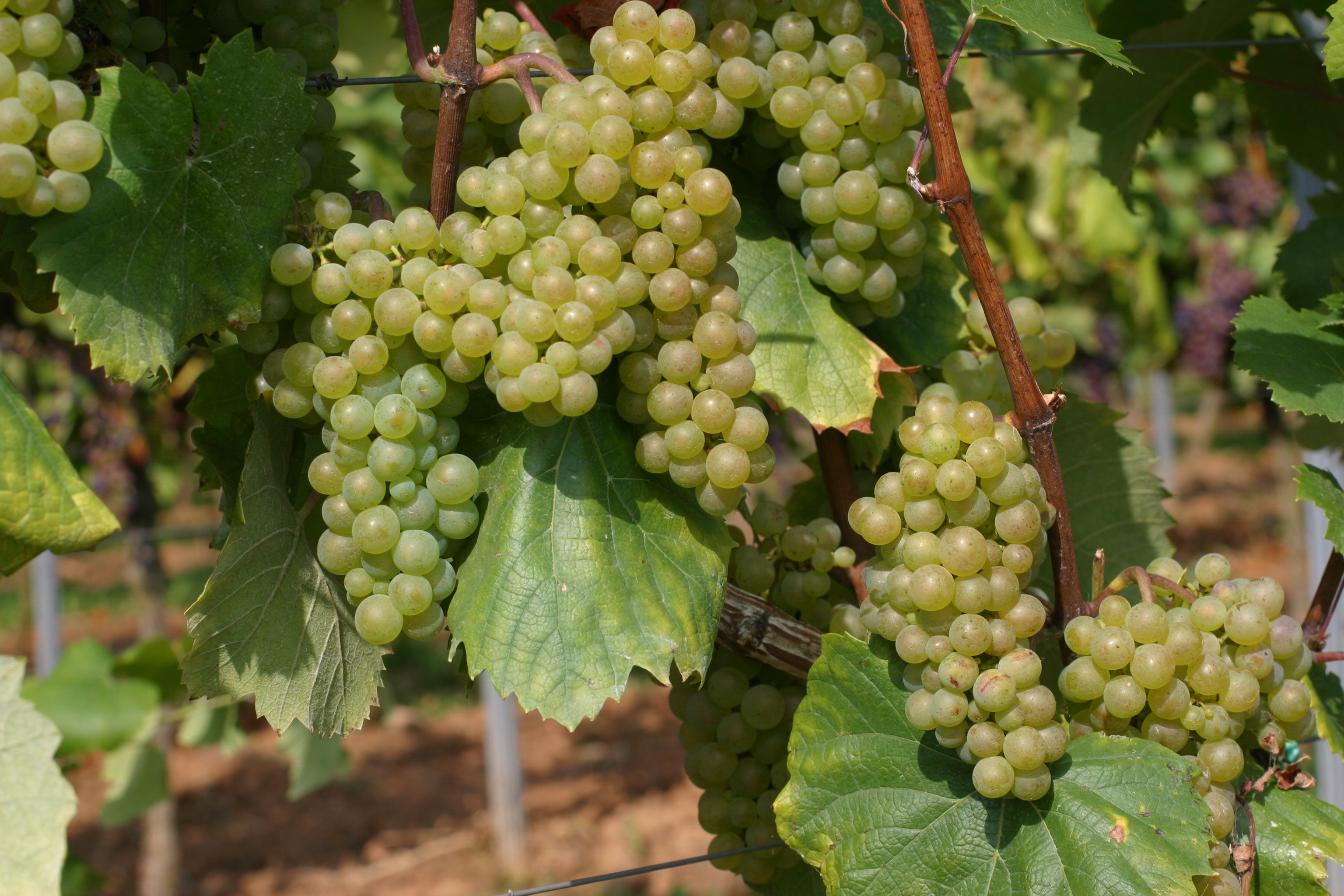 Grape Of The Week: Aligote