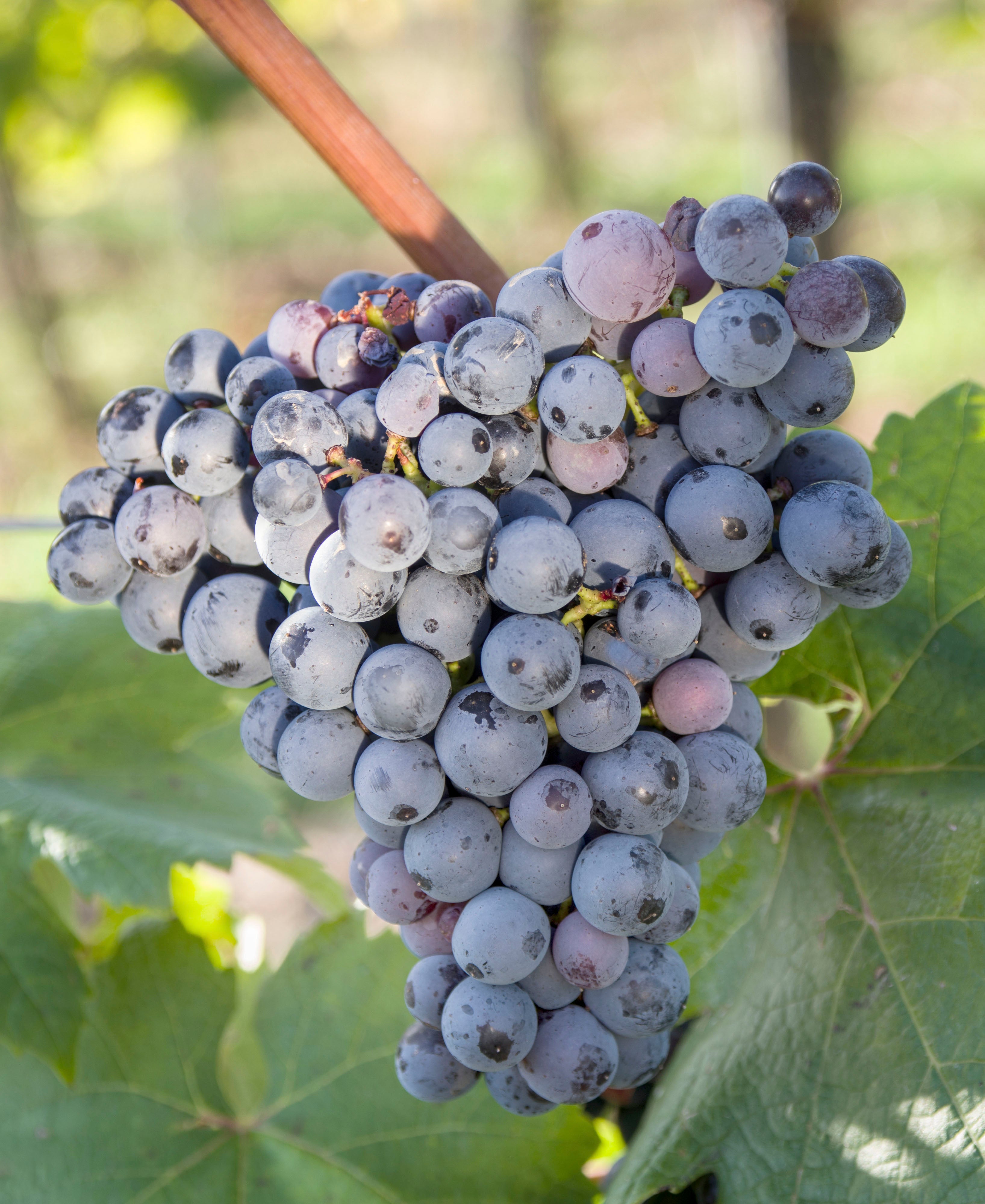 Ursula Brühl, Julius Kühn-Institut (JKI) Bundesforschungsinstitut für Kulturpflanzen Institut für Rebenzüchtung Geilweilerhof - 76833 Siebeldingen - GERMANY