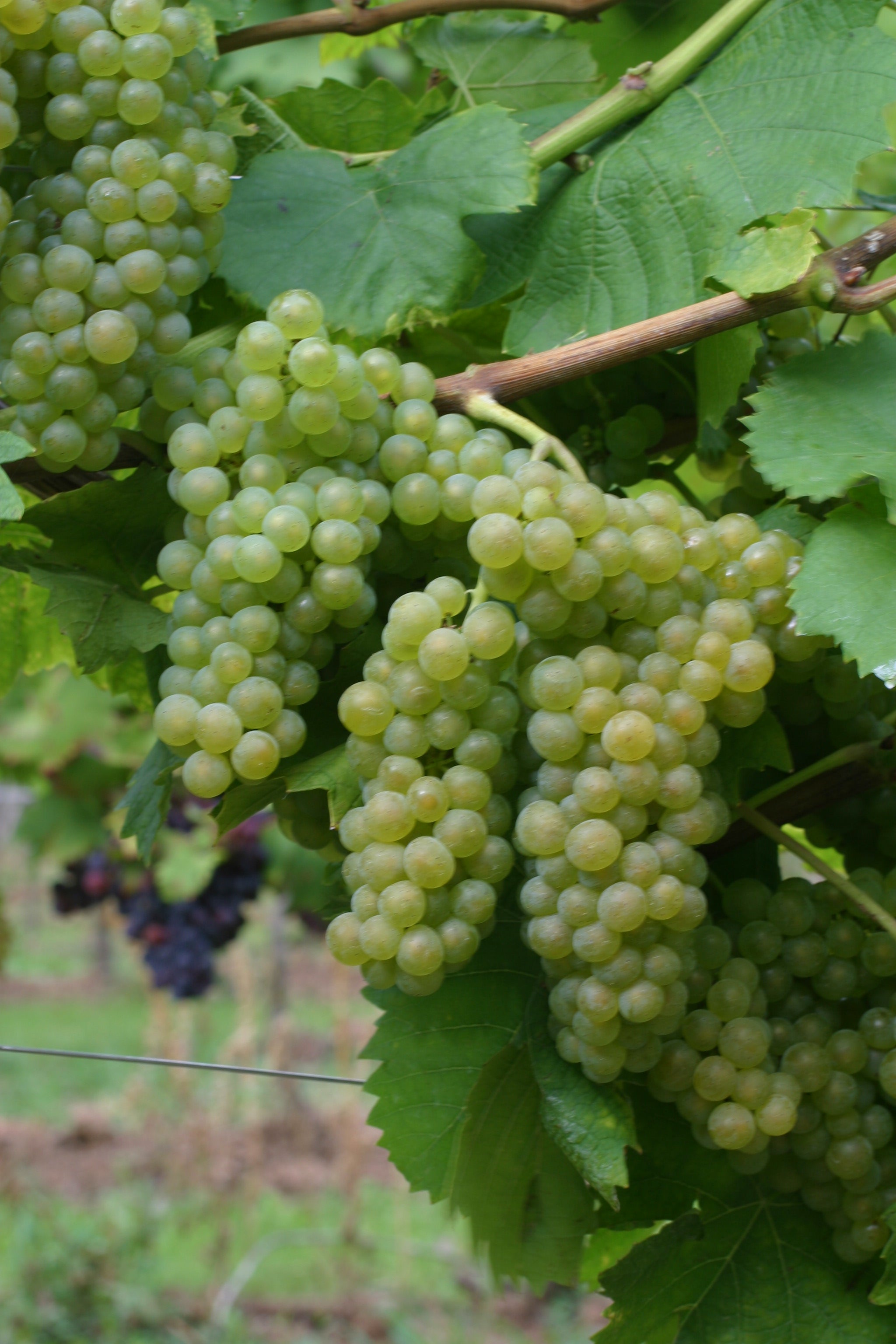 Doris Schneider, Julius Kühn-Institut (JKI), Federal Research Centre for Cultivated Plants, Institute for Grapevine Breeding Geilweilerhof - 76833 Siebeldingen, GERMANY