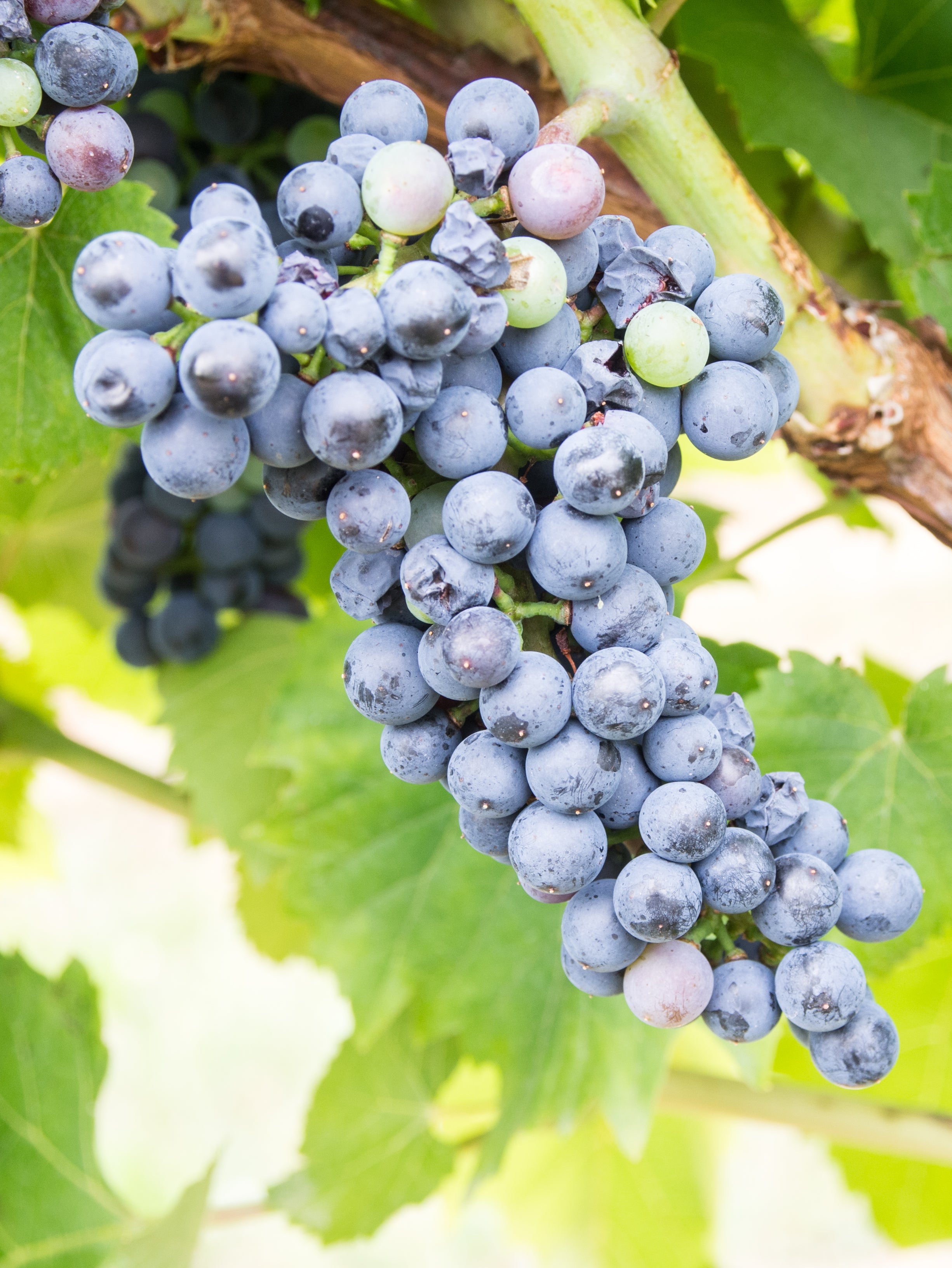 Grape Of The Week Baco Noir Greenegrapewine