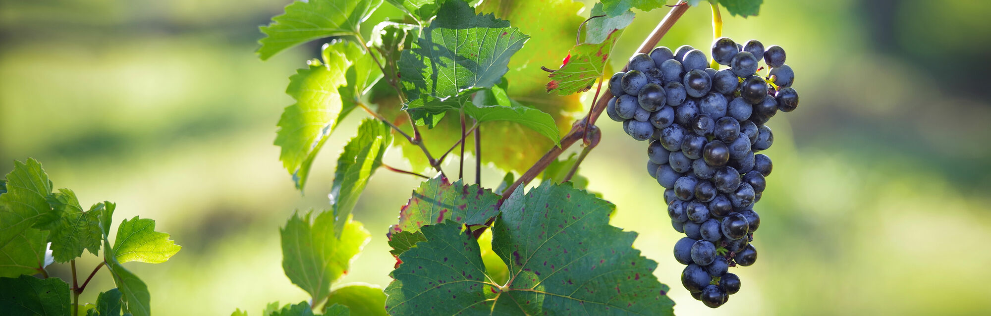 Grape Of The Week: Zweigelt