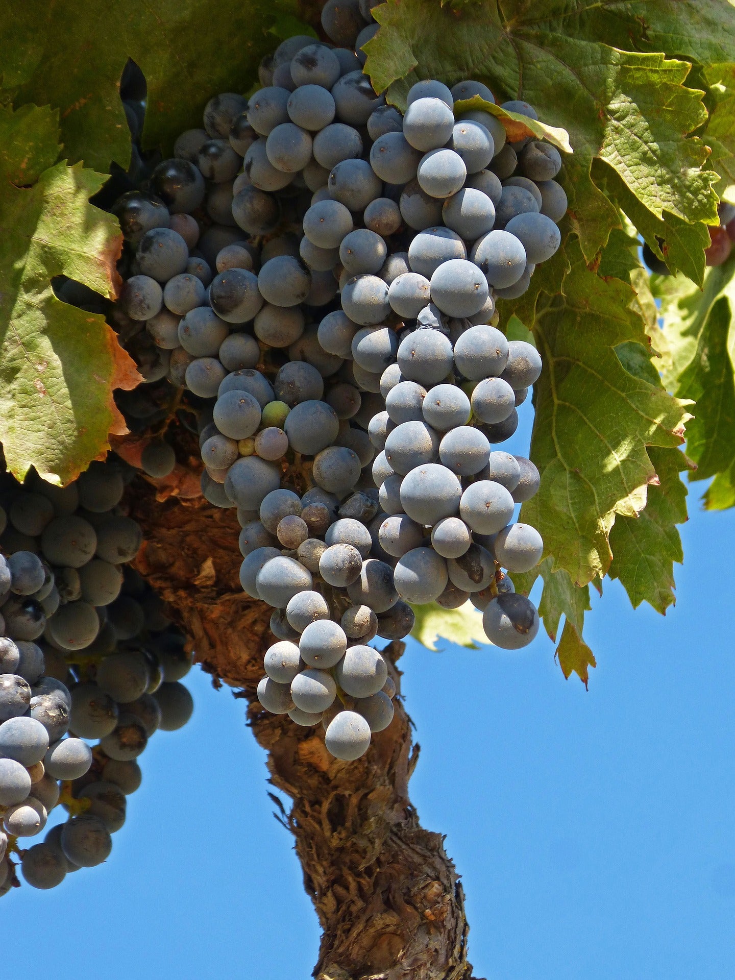 Grape Of The Week: Grenache