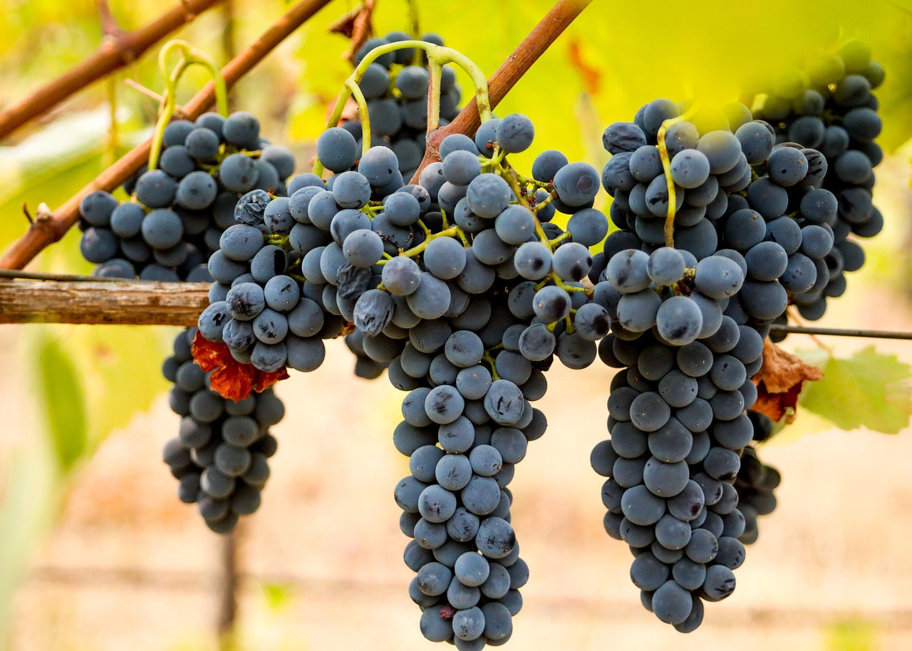 Grape Of The Week: Syrah