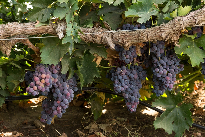 Grape Of The Week: Montepulciano