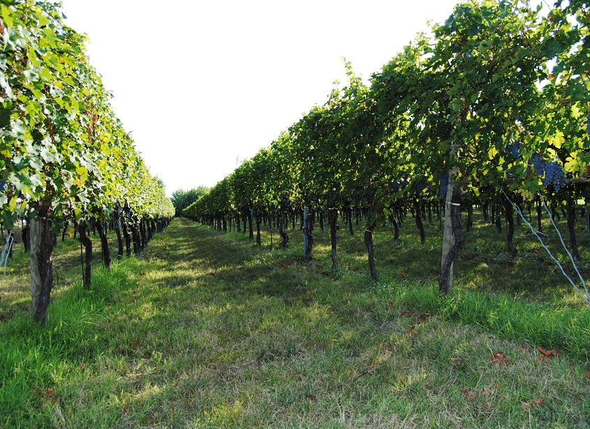 Grape Of The Week: Lambrusco