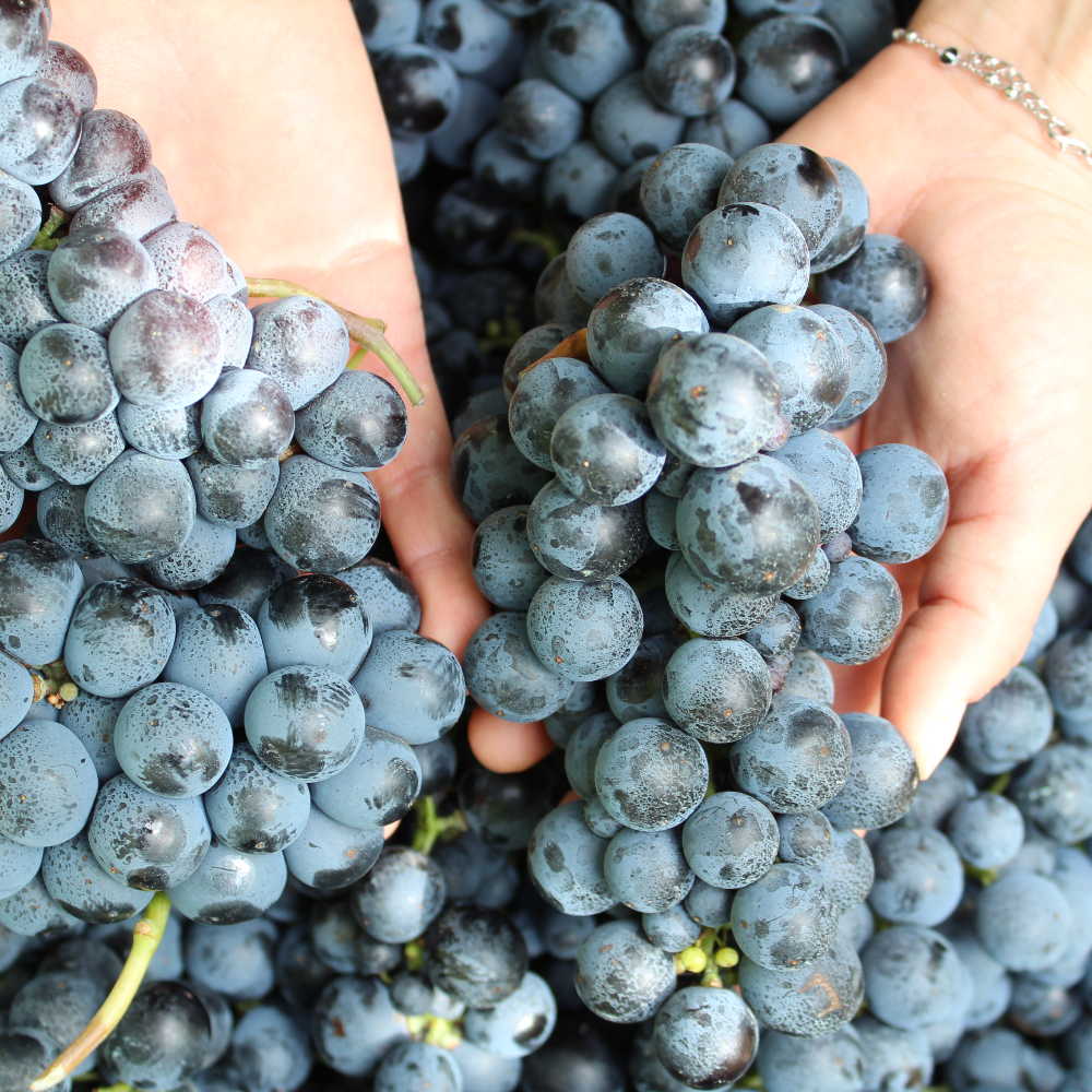 Grape Of The Week: Nero Di Troia