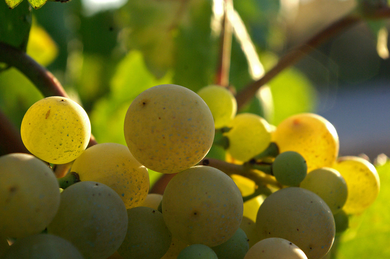 Grape Of The Week: Xarel-lo