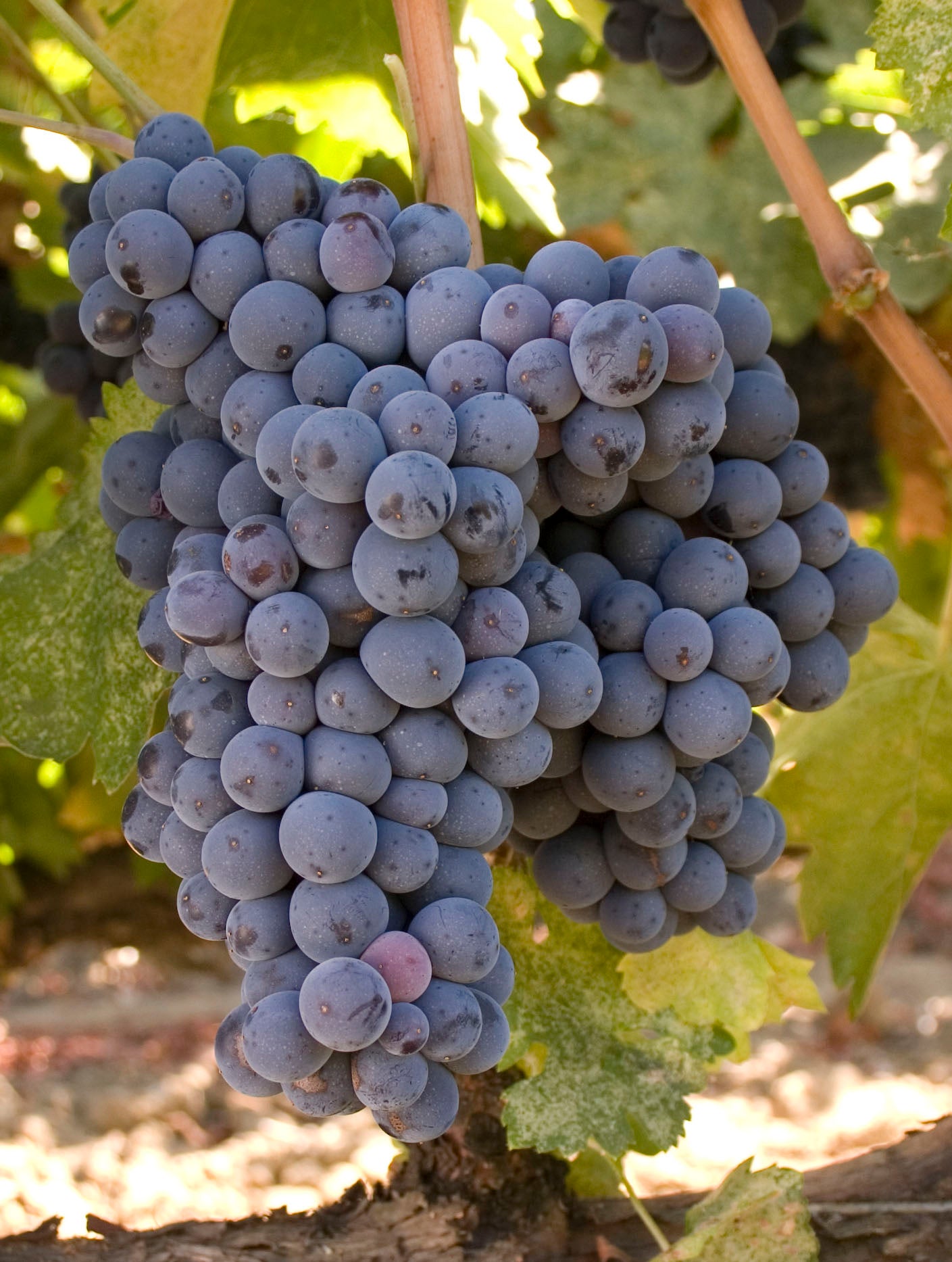 Grape Of The Week: Carignan