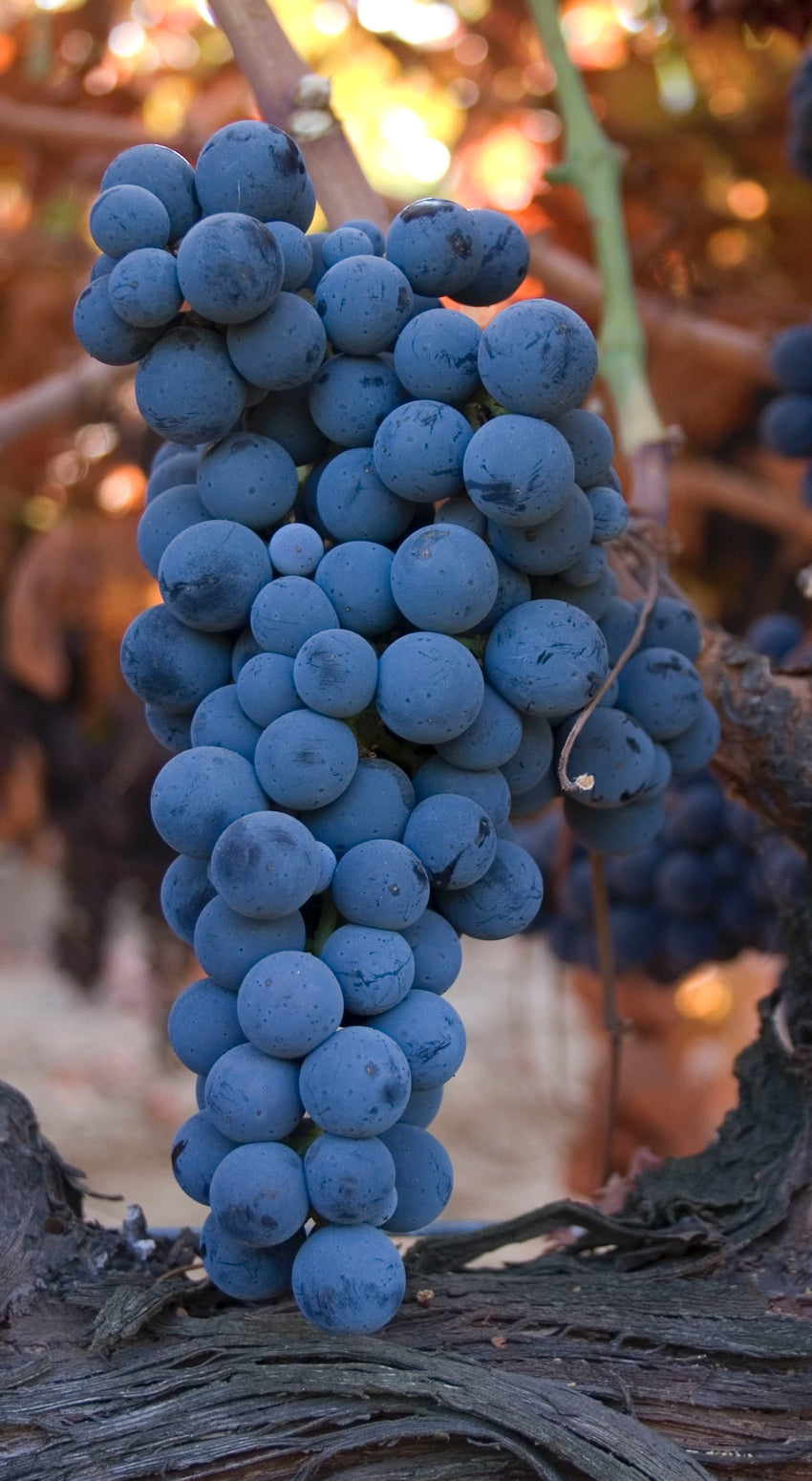 Grape Of The Week: Carmenère