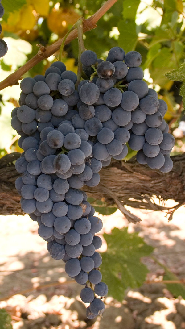 Grape Of The Week: Dolcetto