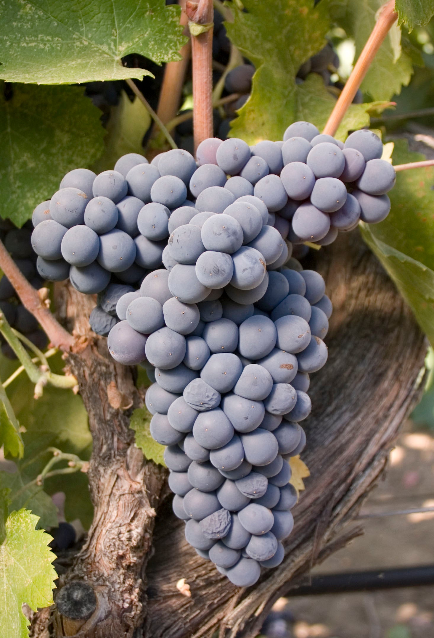 Grape Of The Week: Mourvedre