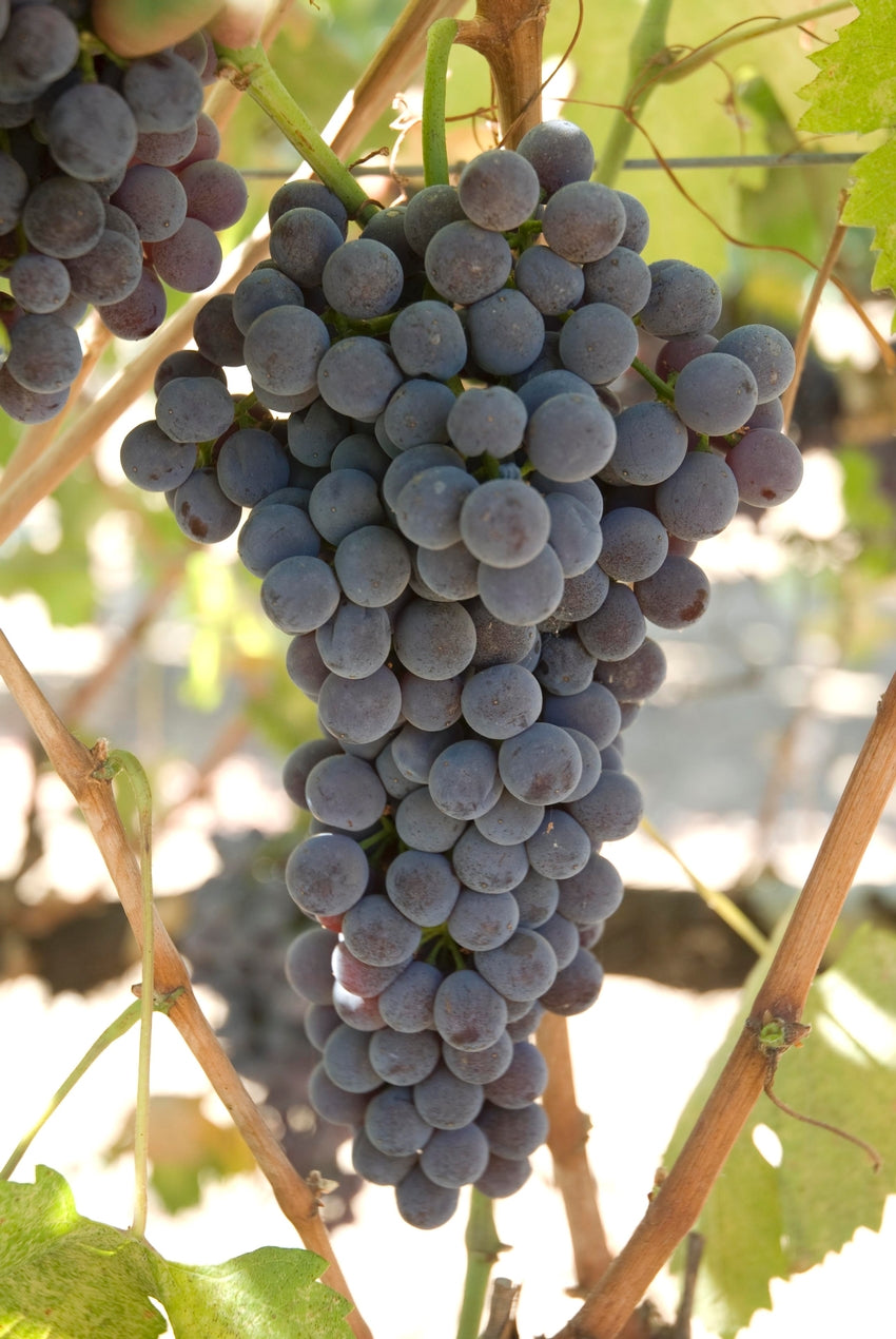 Grape Of The Week: Nebbiolo