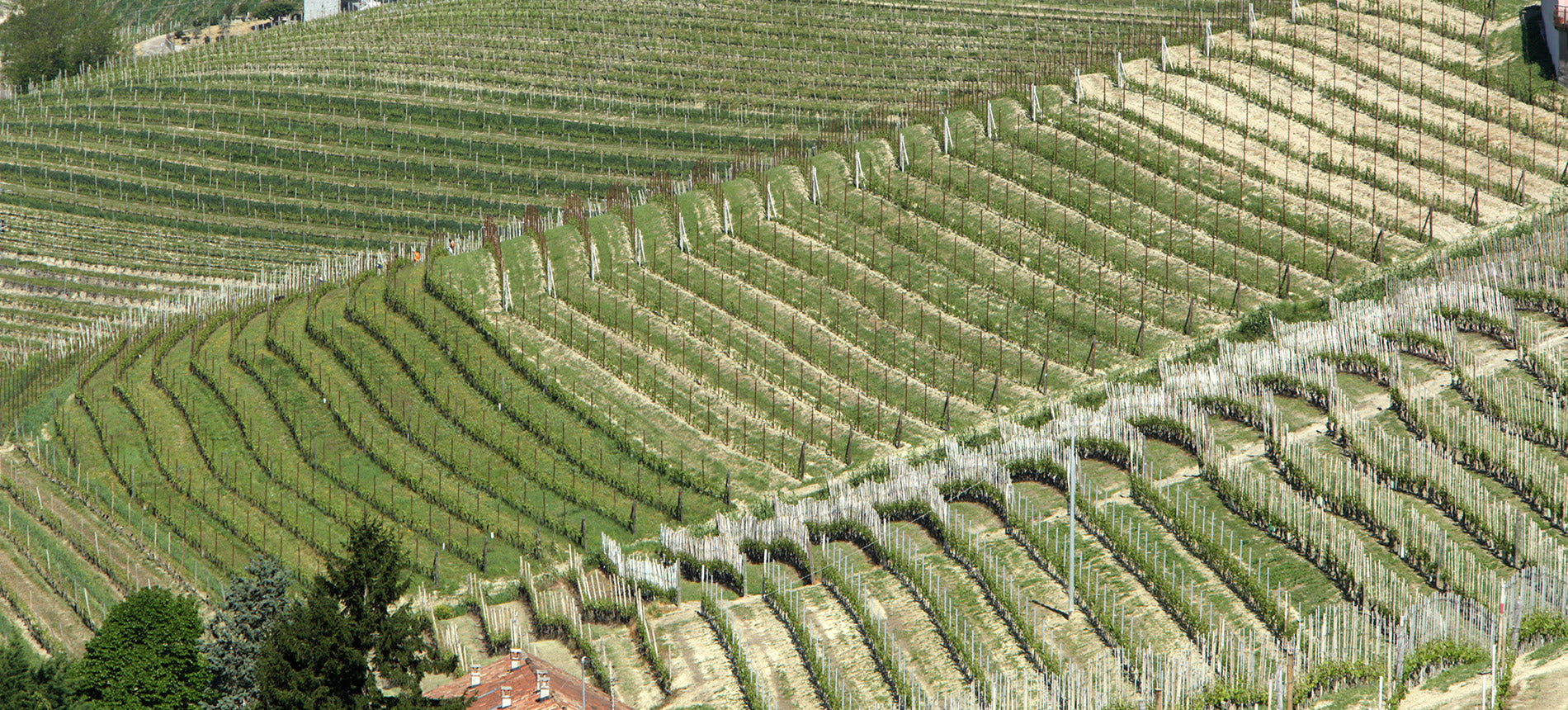 Grape Of The Week: Pelaverga