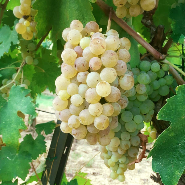 Vernaccia di San Gimignano - Photo Courtesy of Cesani