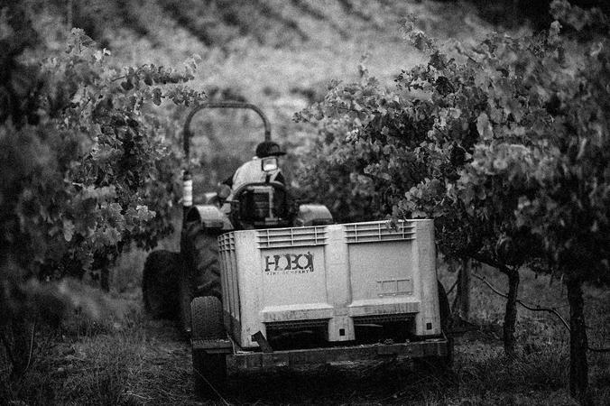 Producer Spotlight: Hobo Wine Company