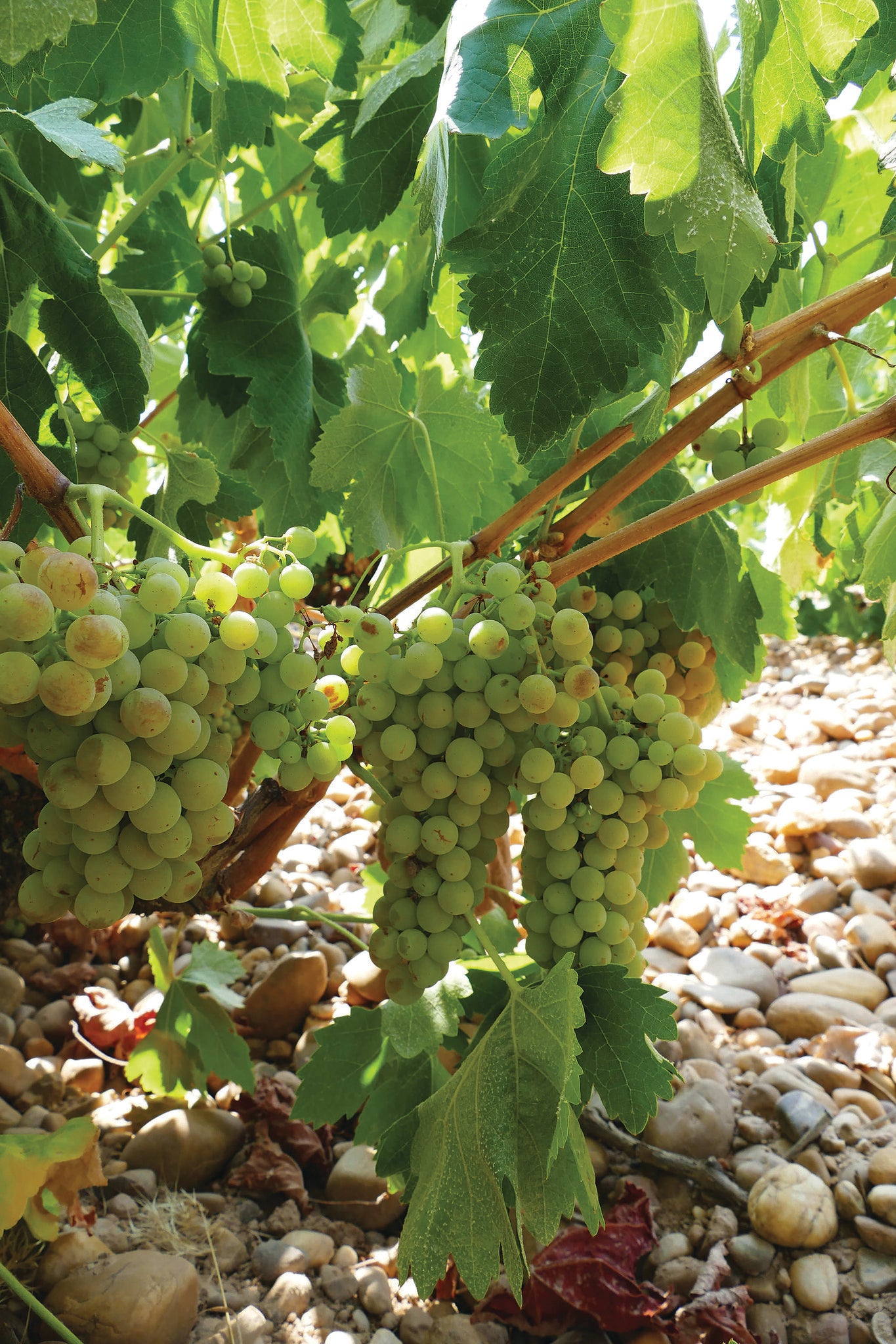 Verdejo Photo From Ribera del Duero y Rueda