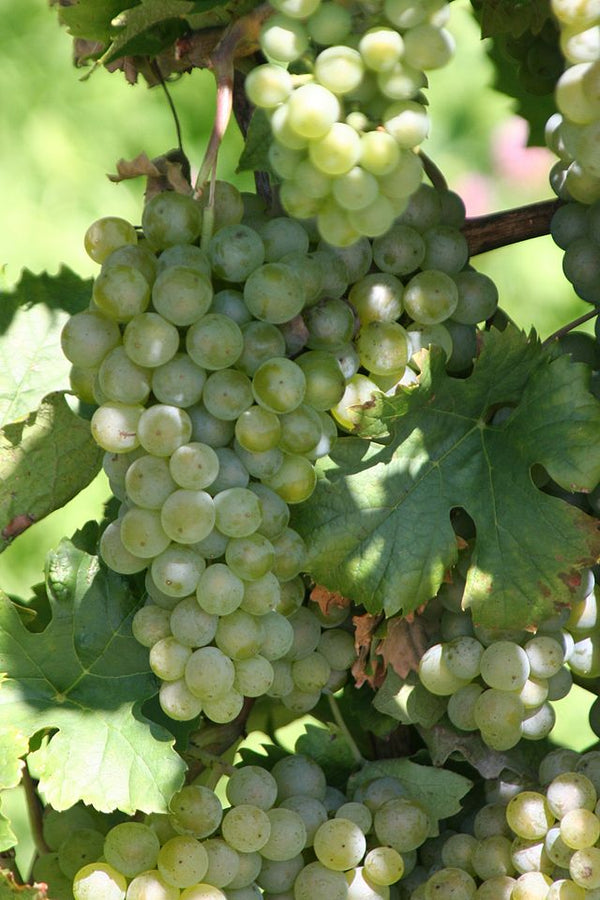 Grape Of The Week: Muller-Thurgau