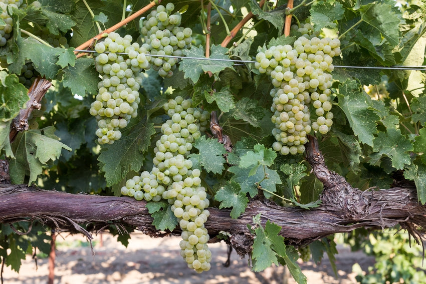 Grape Of The Week: Trebbiano