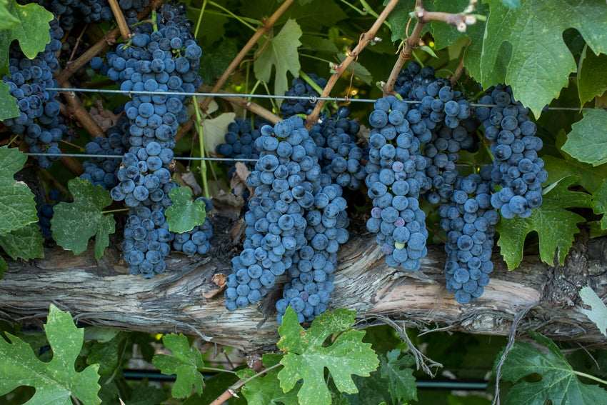 Grape Of The Week: Touriga Nacional