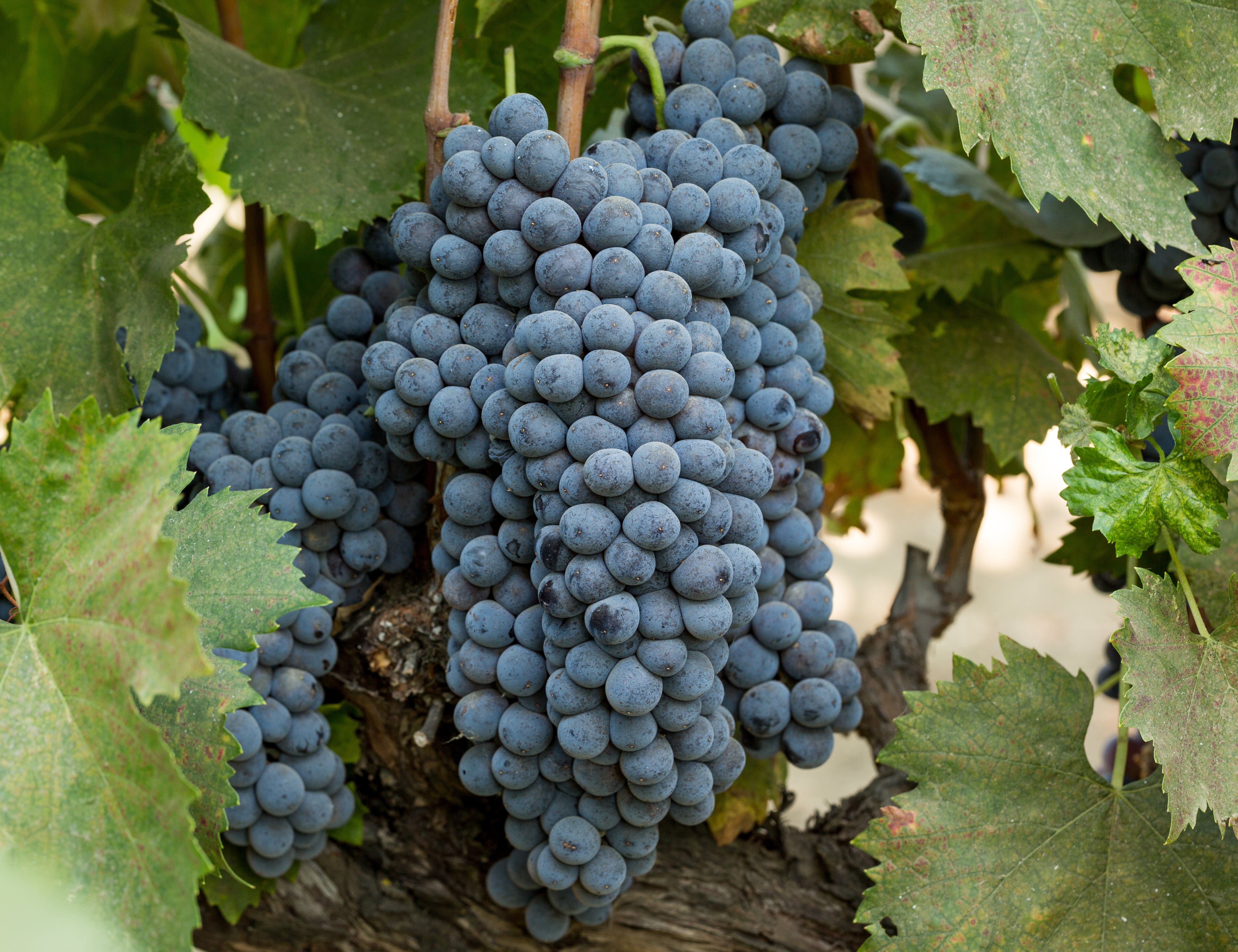 Grape Of The Week: Sangiovese