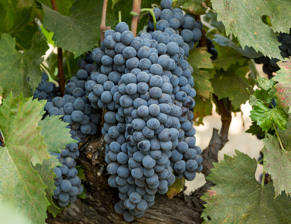 Grape Of The Week: Sangiovese