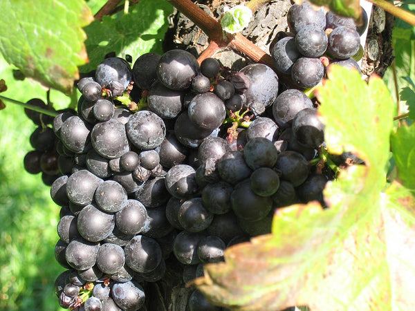 Grape Of The Week: Pinot Meunier