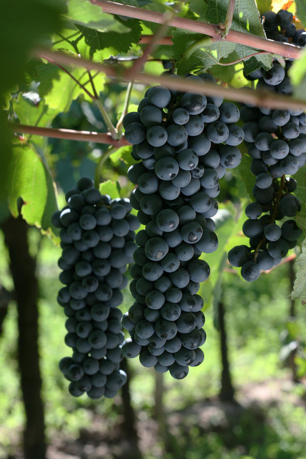 Grape Of The Week: Bonarda