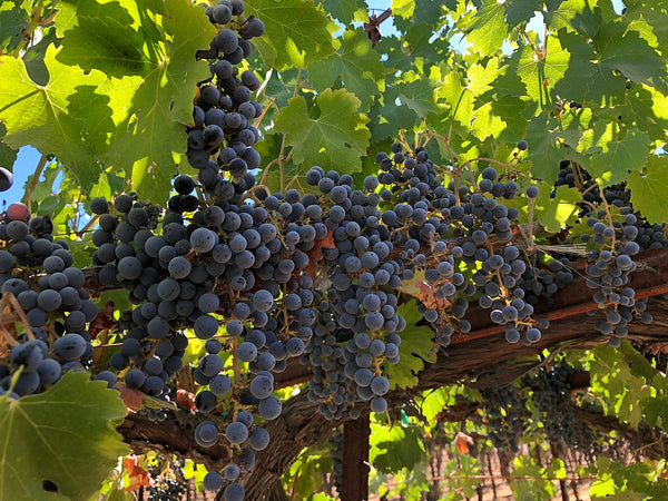 Grape Of The Week: Cabernet Sauvignon