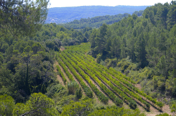 Pares Balta Winery Vineyard