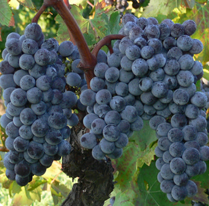 Grape Of The Week: Gaglioppo