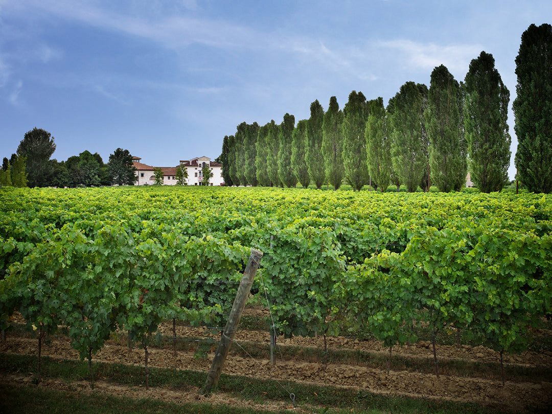 Grape Of The Week: Raboso