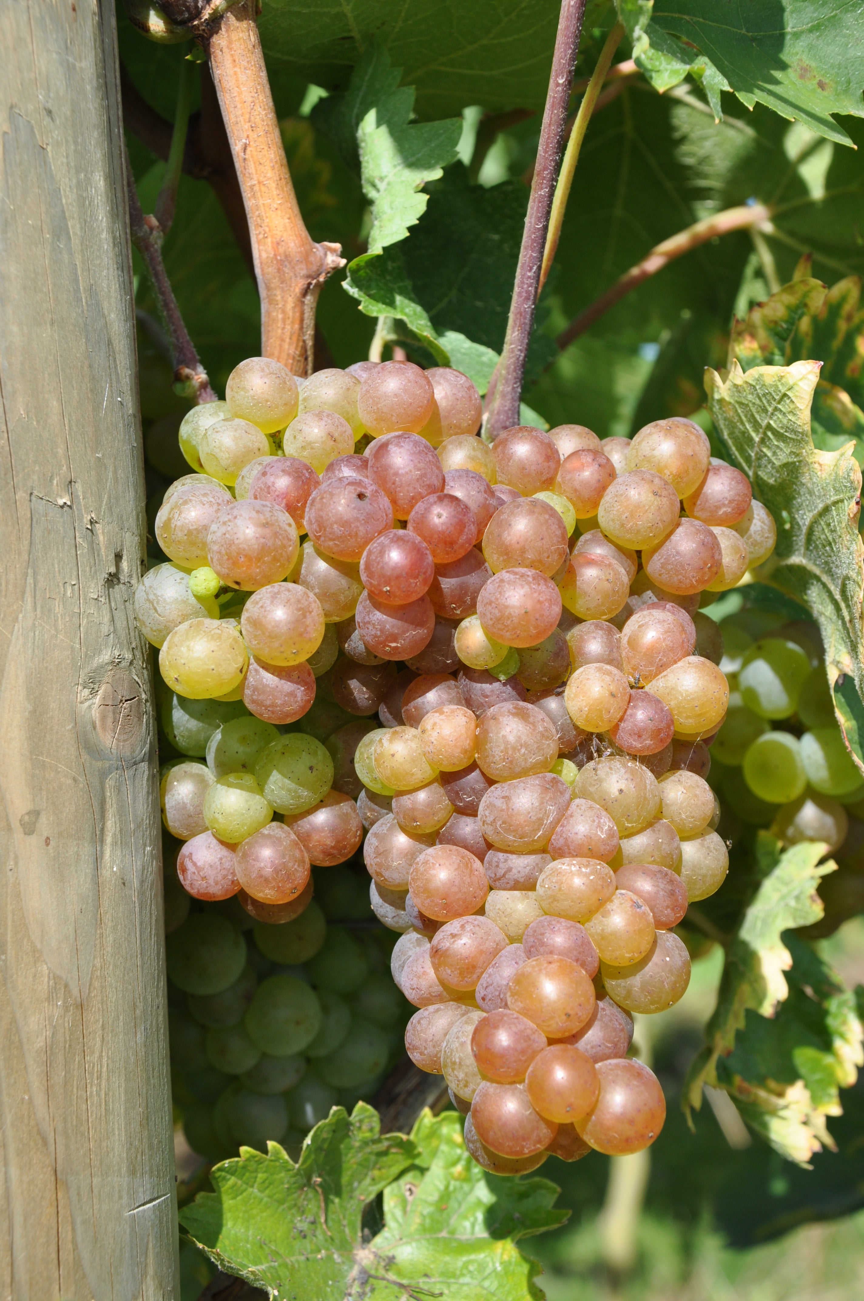 Doris Schneider, Julius Kühn-Institut (JKI), Federal Research Centre for Cultivated Plants, Institute for Grapevine Breeding Geilweilerhof - 76833 Siebeldingen, GERMANY