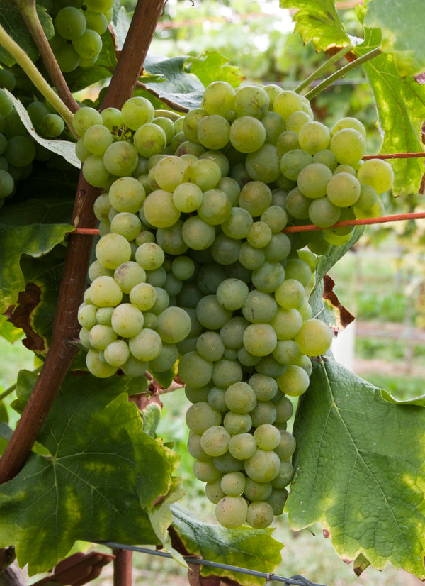 Ursula Brühl, Julius Kühn-Institut (JKI), Federal Research Centre for Cultivated Plants, Institute for Grapevine Breeding Geilweilerhof - 76833 Siebeldingen, GERMANY