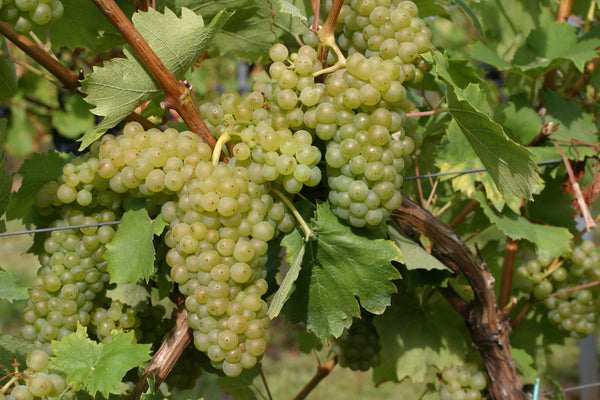 Doris Schneider, Julius Kühn-Institut (JKI), Federal Research Centre for Cultivated Plants, Institute for Grapevine Breeding Geilweilerhof - 76833 Siebeldingen, GERMANY