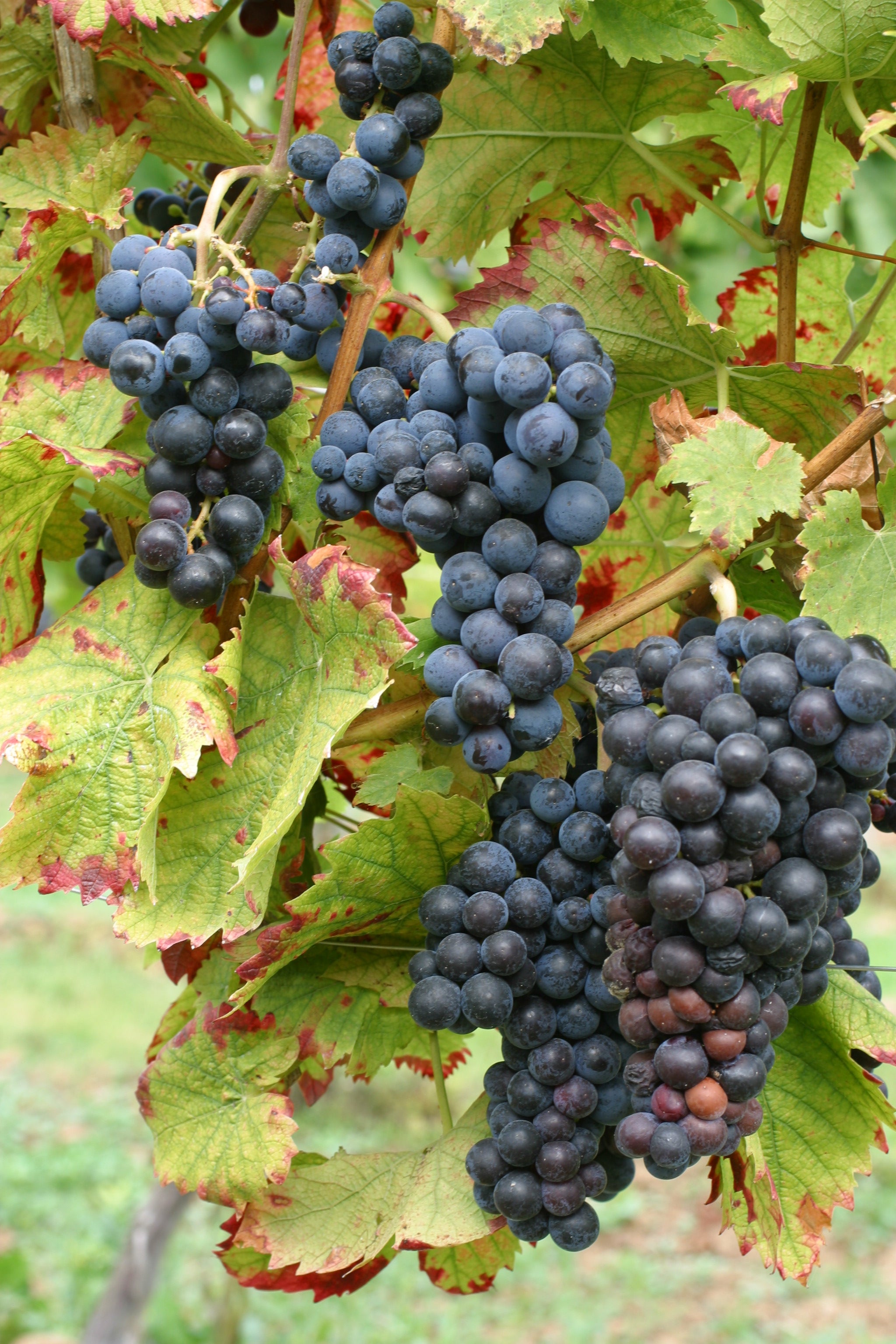 Doris Schneider, Julius Kühn-Institut (JKI), Federal Research Centre for Cultivated Plants, Institute for Grapevine Breeding Geilweilerhof - 76833 Siebeldingen, GERMANY