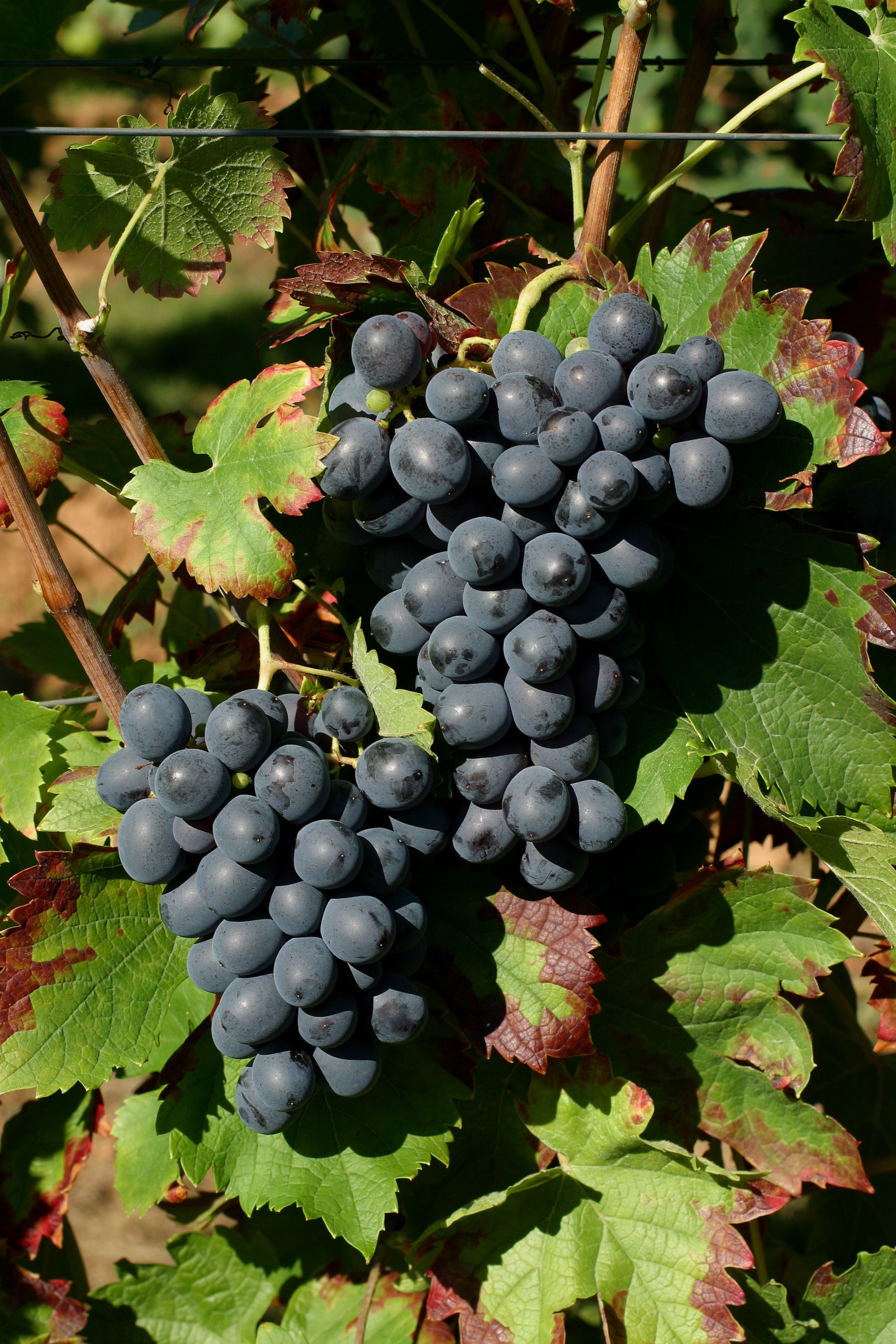 Grape Of The Week: Cinsault