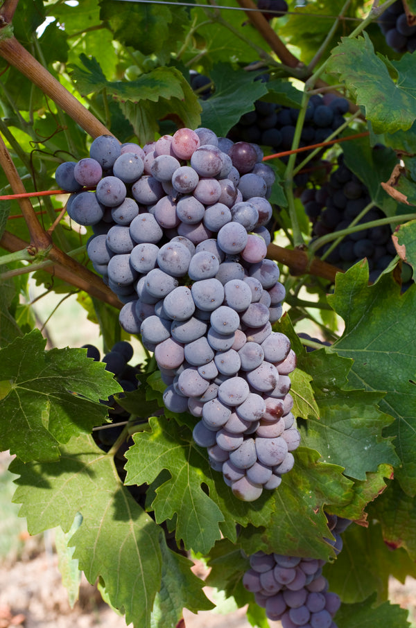 Grape Of The Week: Corvina